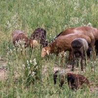 Jeune berger et ses moutons