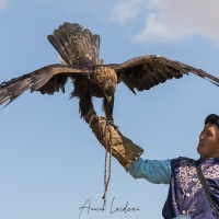 Aiglier et son aigle royal