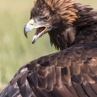 Portrait d'aigle royal