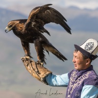 Aiglier et son aigle royal