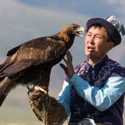 Aiglier et son aigle royal