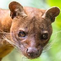 Fossa