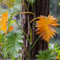 Philodendron