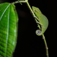 Caméléon