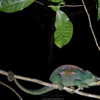 Caméléon