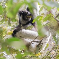 Indri