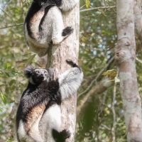 Indri