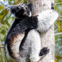 Indri