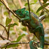 Caméléon