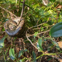 Boa constricteur