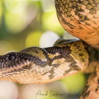 Boa de Madagascar