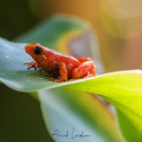 grenouille mantelle dorée de Madagascar