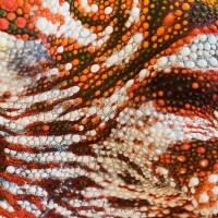 Détail de caméléon panthère