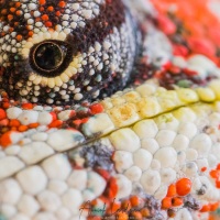 Caméléon panthère