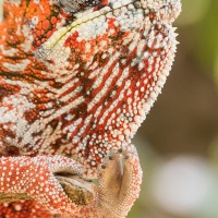 Caméléon panthère