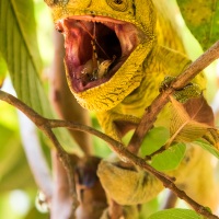 Caméléon