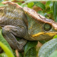 Caméléon