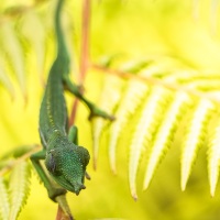 Caméléon