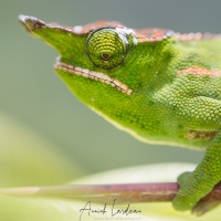 Caméléon