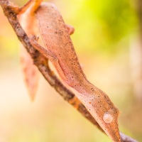 Gecko de madagascar ligné