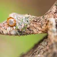 Uroplatus sikorae ou gecko mousse