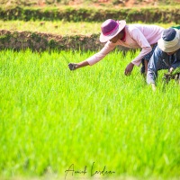 Travail dans les rizières