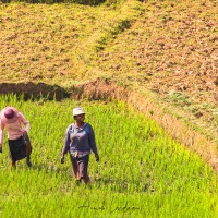 Travail dans les rizières