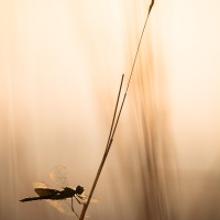 Libellule