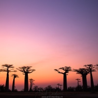 Allée des baobabs
