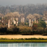 Forêt de baobabs