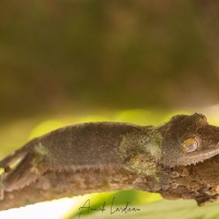 gecko satanique à queue en feuille