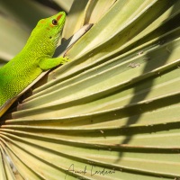 Gecko géant de Madagascar