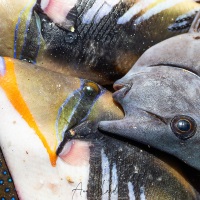 La pêche du jour