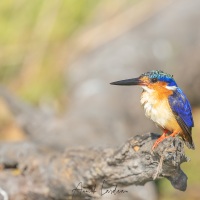 Martin pêcheur de Madagascar