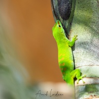 Gecko géant de Madagascar