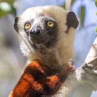 Propithèque de Coquerel