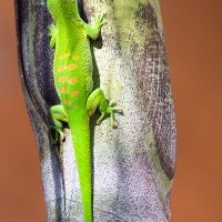 Gecko géant de Madagascar