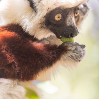 Propithèque de Coquerel se régalant d'un fruit
