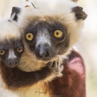 Propithèque de Coquerel: portrait de famille