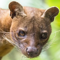 Fossa