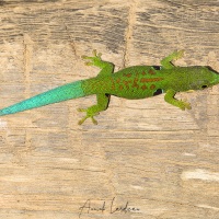 Gecko diurne à quatre ocelles