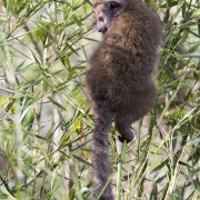 Hapalémur doré ou lemur bambou