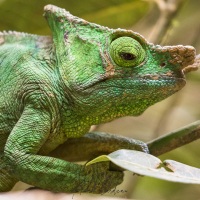 Caméléon