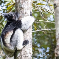 Indri