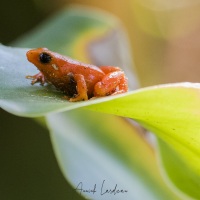 grenouille mantelle dorée de Madagascar