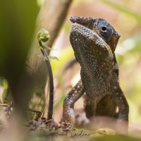 Caméléon