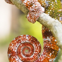 Caméléon panthère: queue