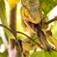 Caméléon