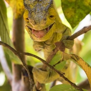 Caméléon