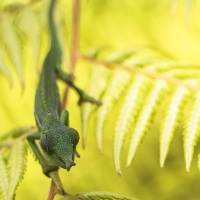 Caméléon